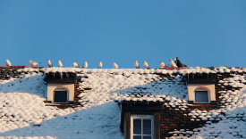Free Roof Birds